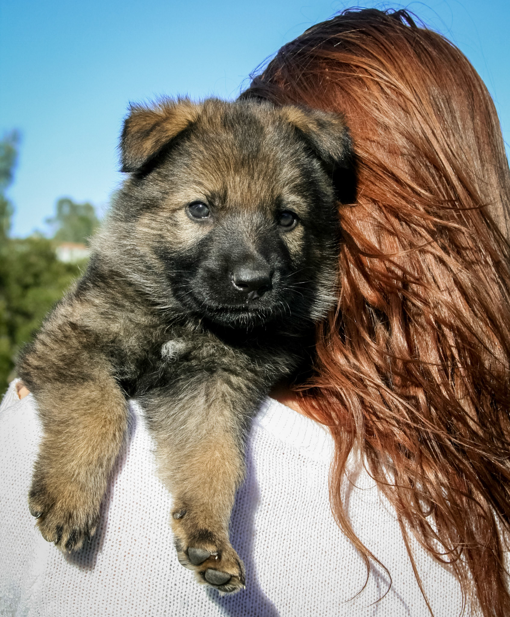 Blue Collar Male 5 Weeks Old