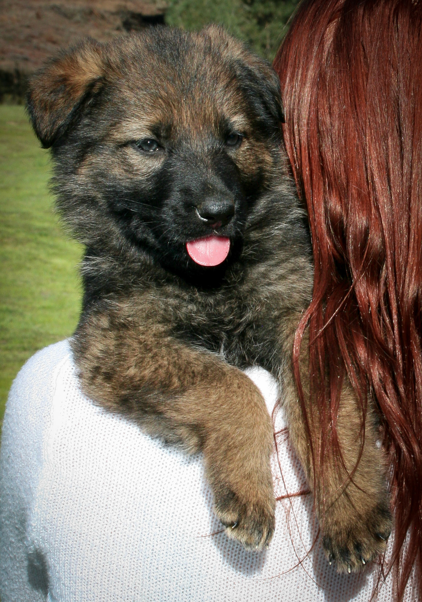 Lilac Collar Female 5 weeks Old