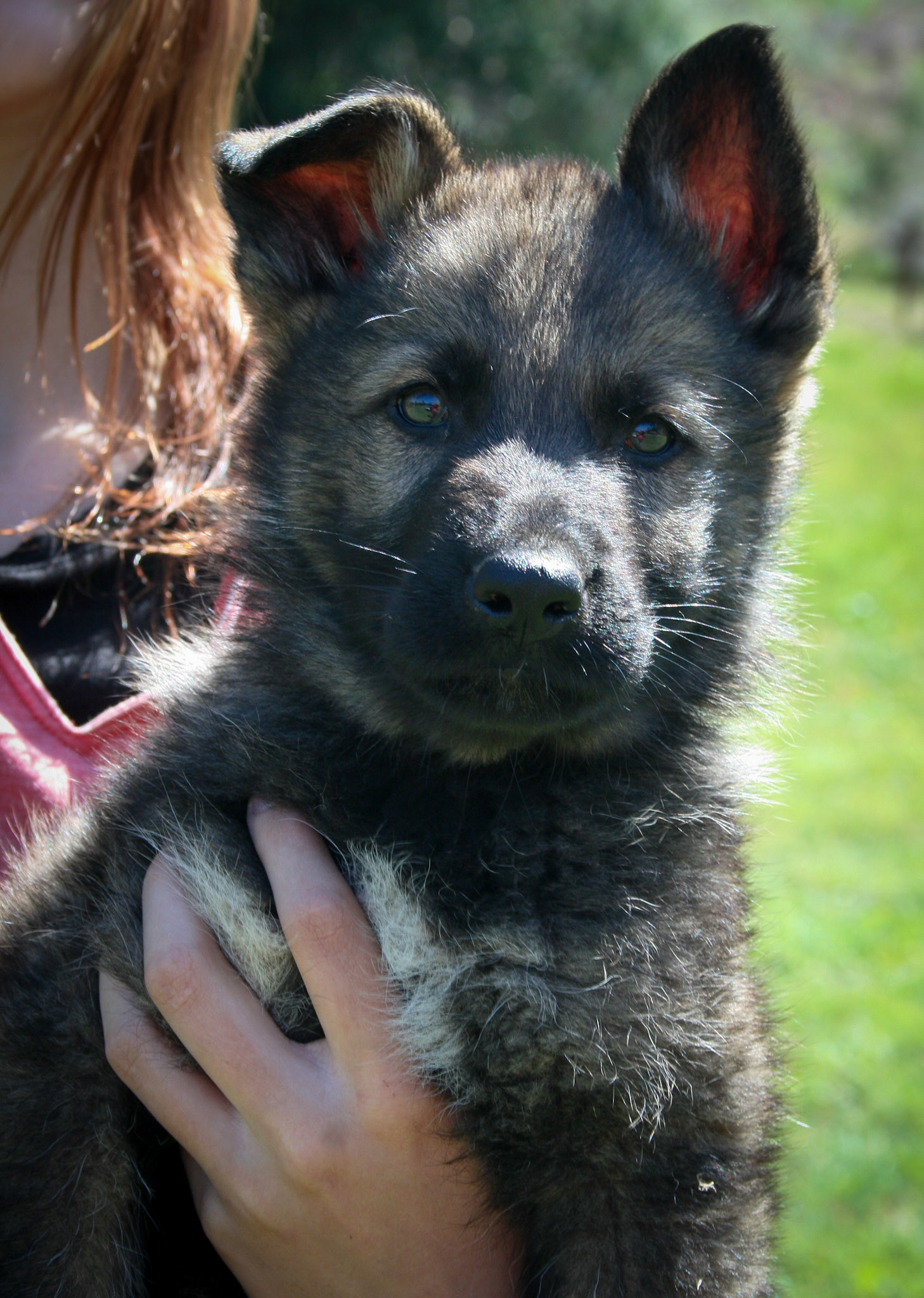 Black Collar Male 8 Weeks Old