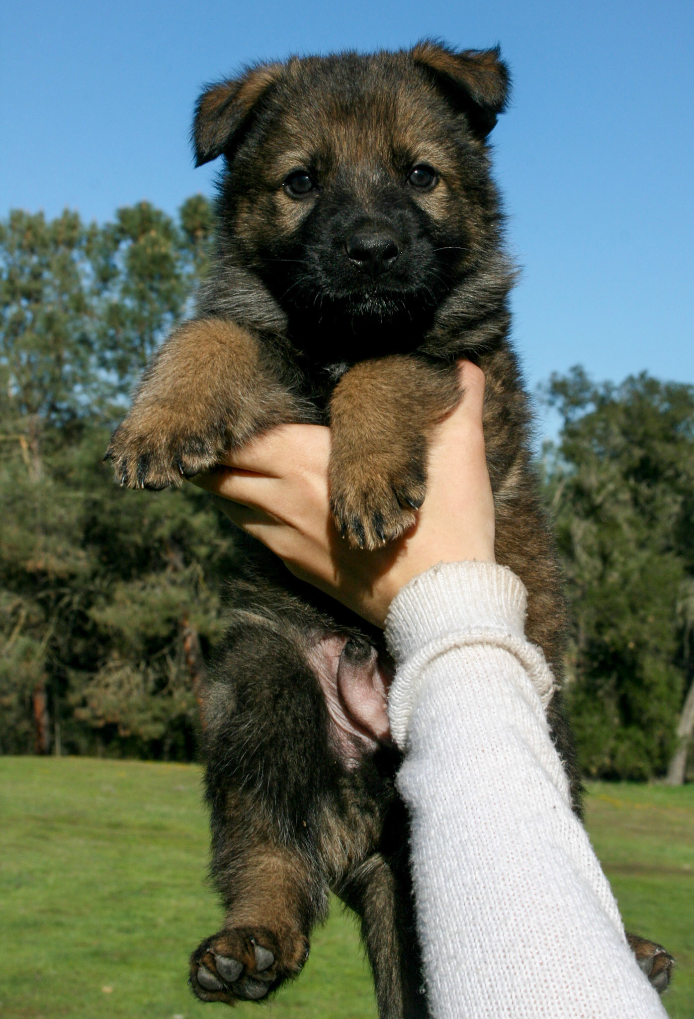 Blue Collar Male 5 Weeks Old