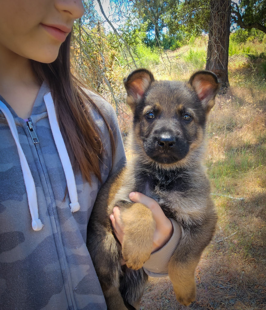 Black Collar Male - 7 weeks old