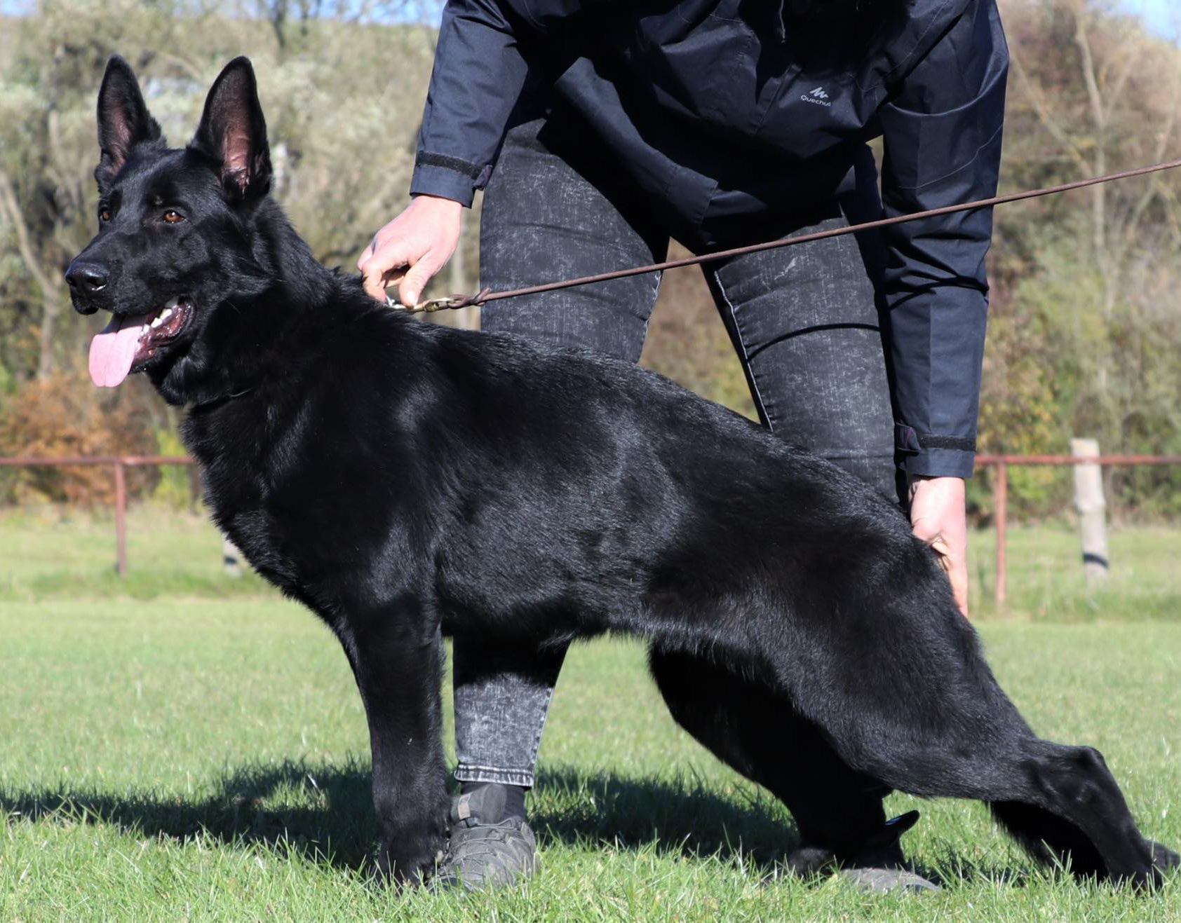 are black german shepherds recognized by akc