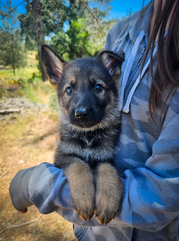 Red Collar Male - 7 weeks old