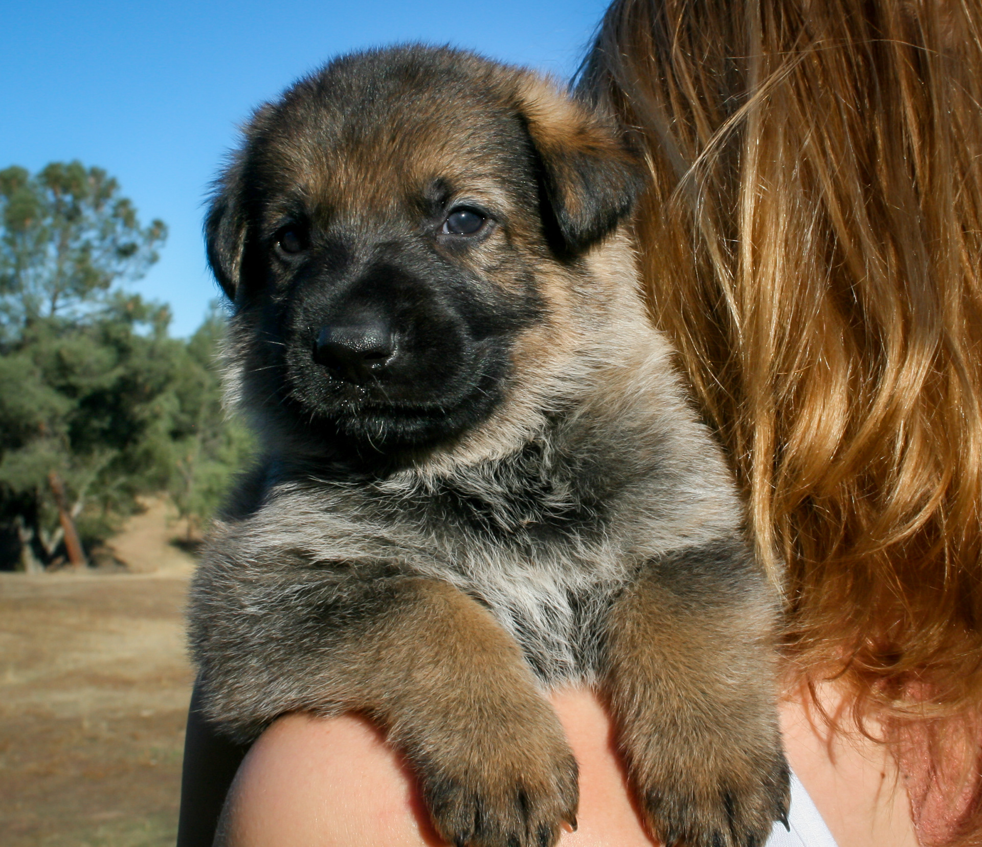 "Vinnie" - 4 weeks