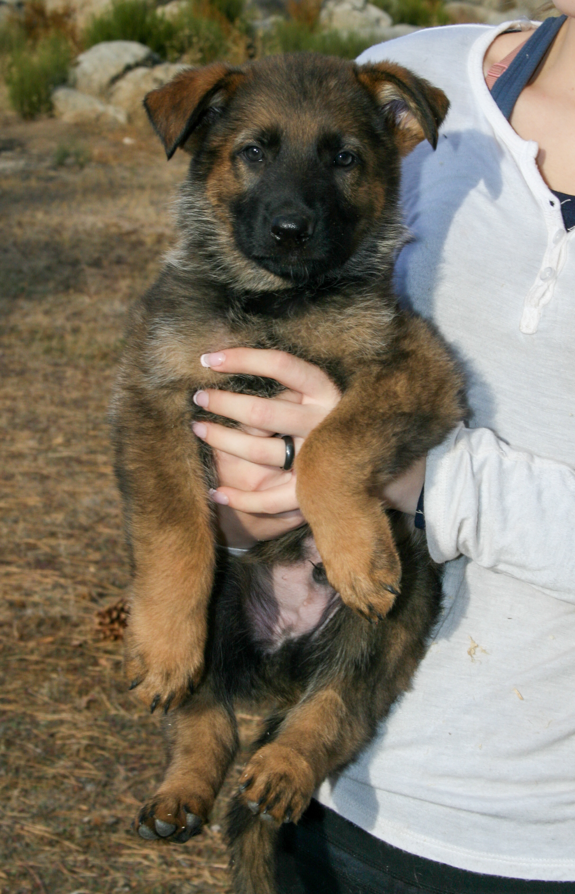 Jack - 7 weeks old