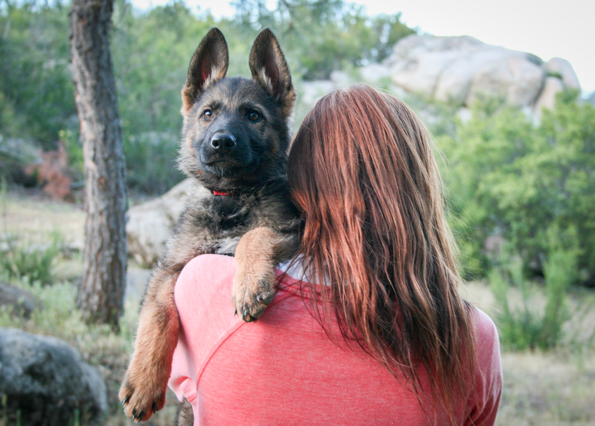 Red Collar Male 10 Weeks Old