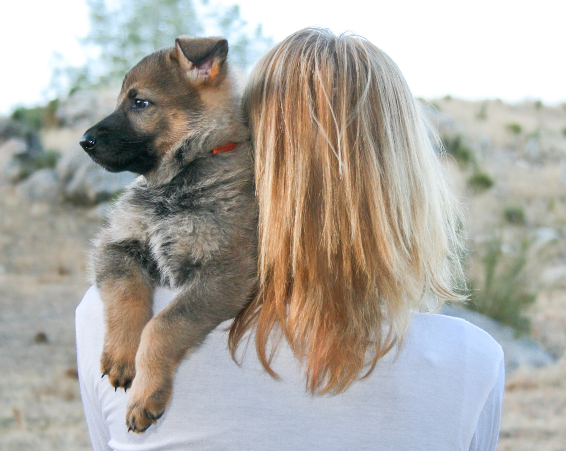 Misty - 7 weeks