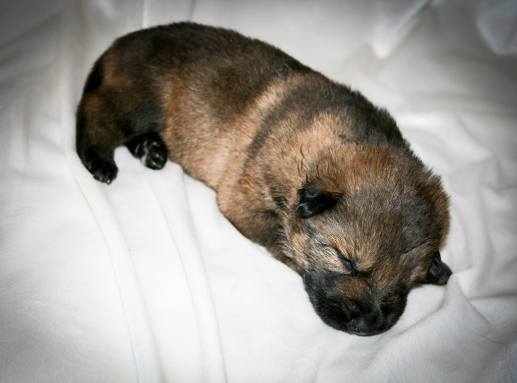 Royal Blue Collar Male - 2 weeks old