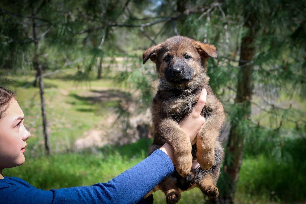 Lime Green Collar Male - 7 weeks old