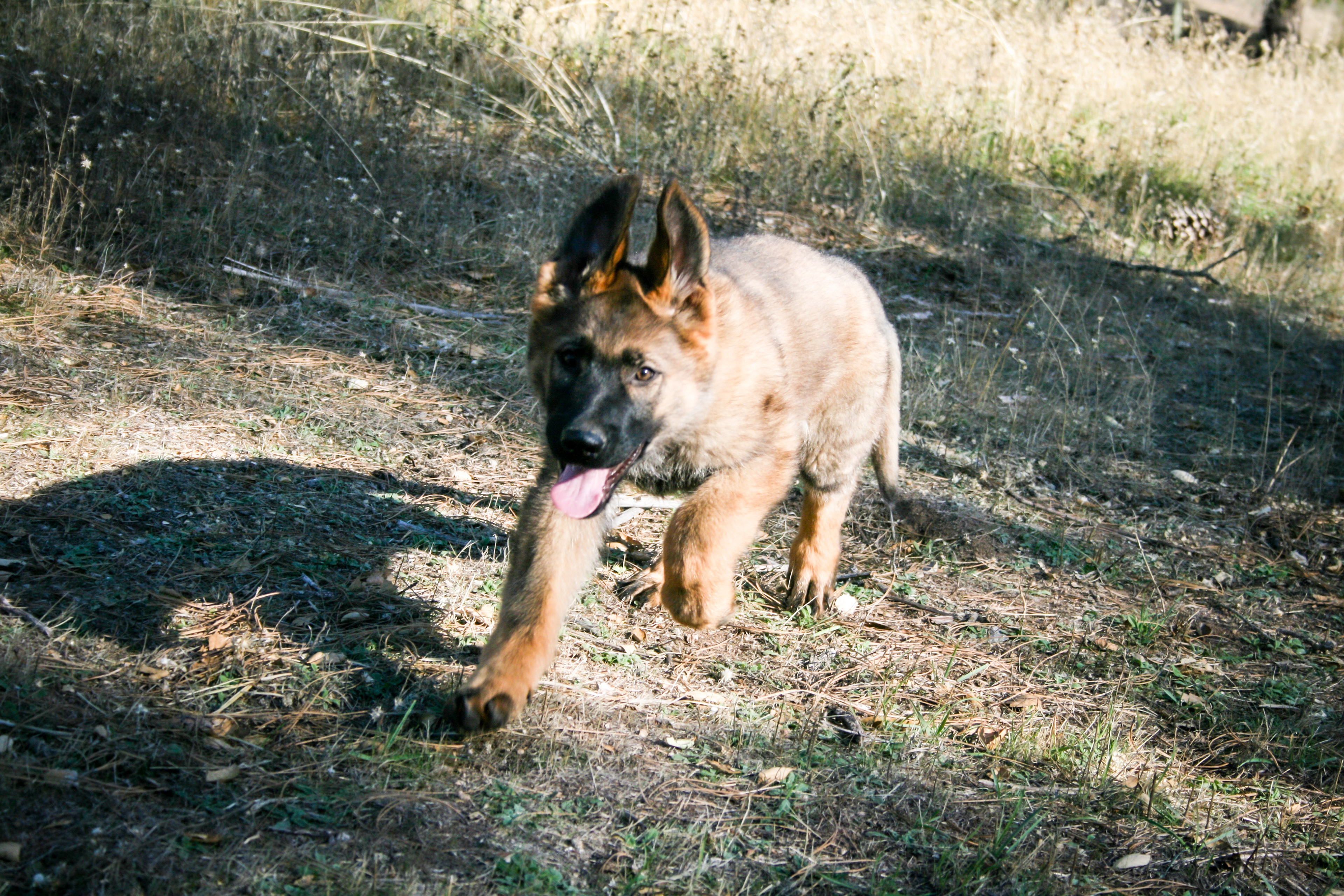 "Biggie Smalls" - 12 weeks