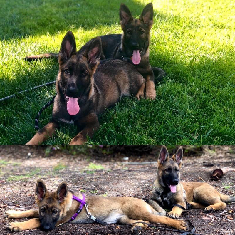 Samson & Delilah - 16 weeks vs 1- weeks