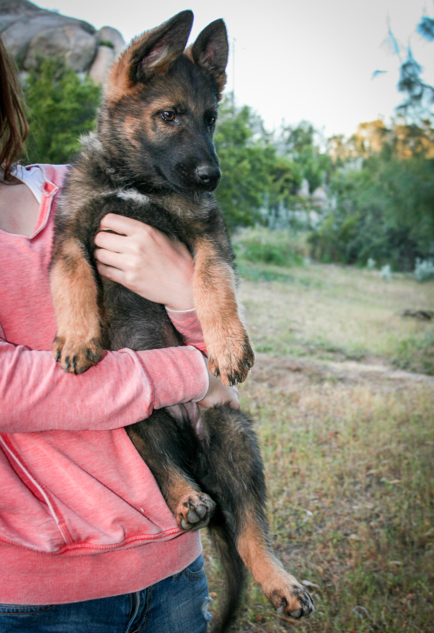 Red Collar Male 10 Weeks Old