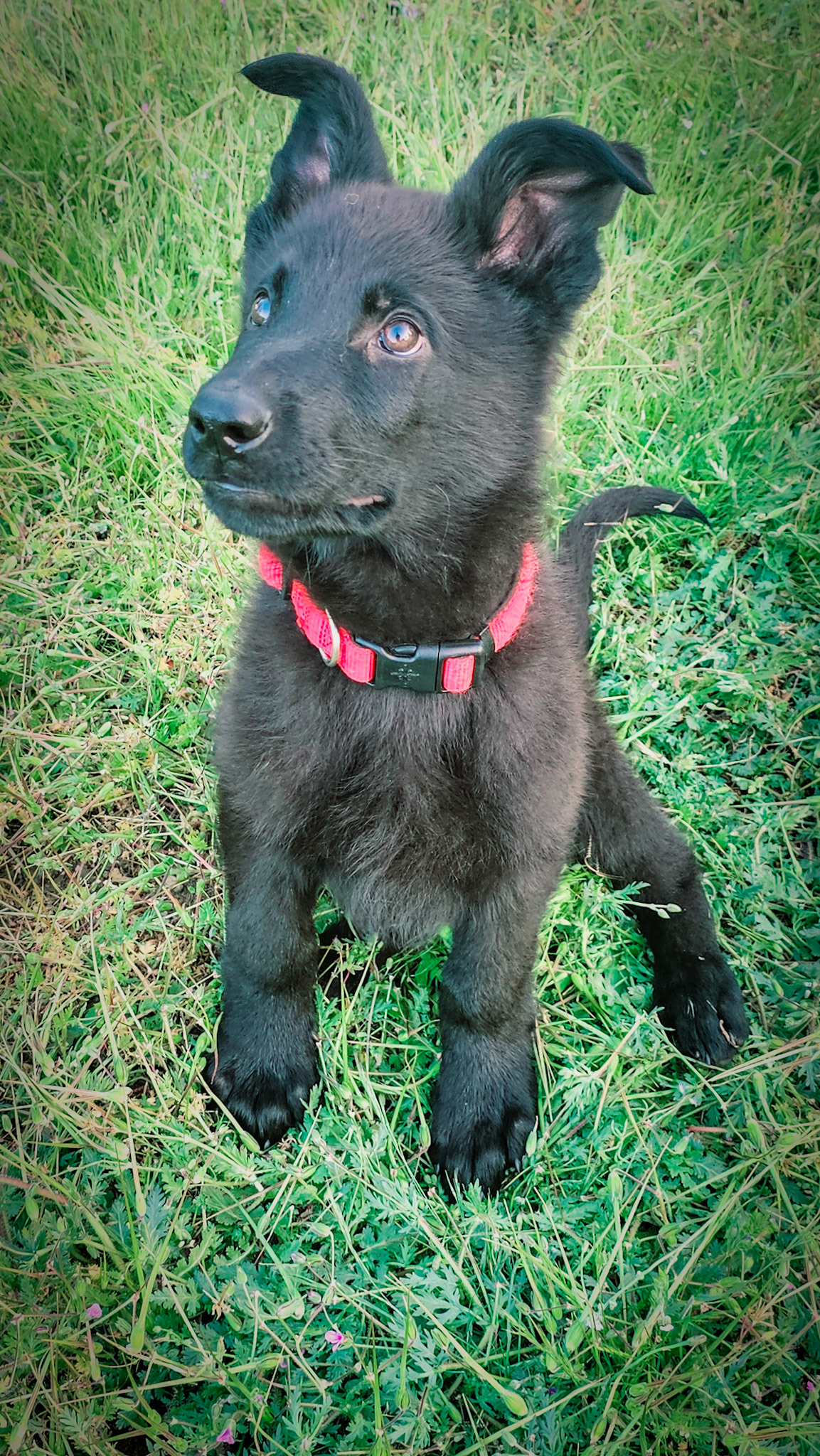 Red Collar Male - 13 weeks old