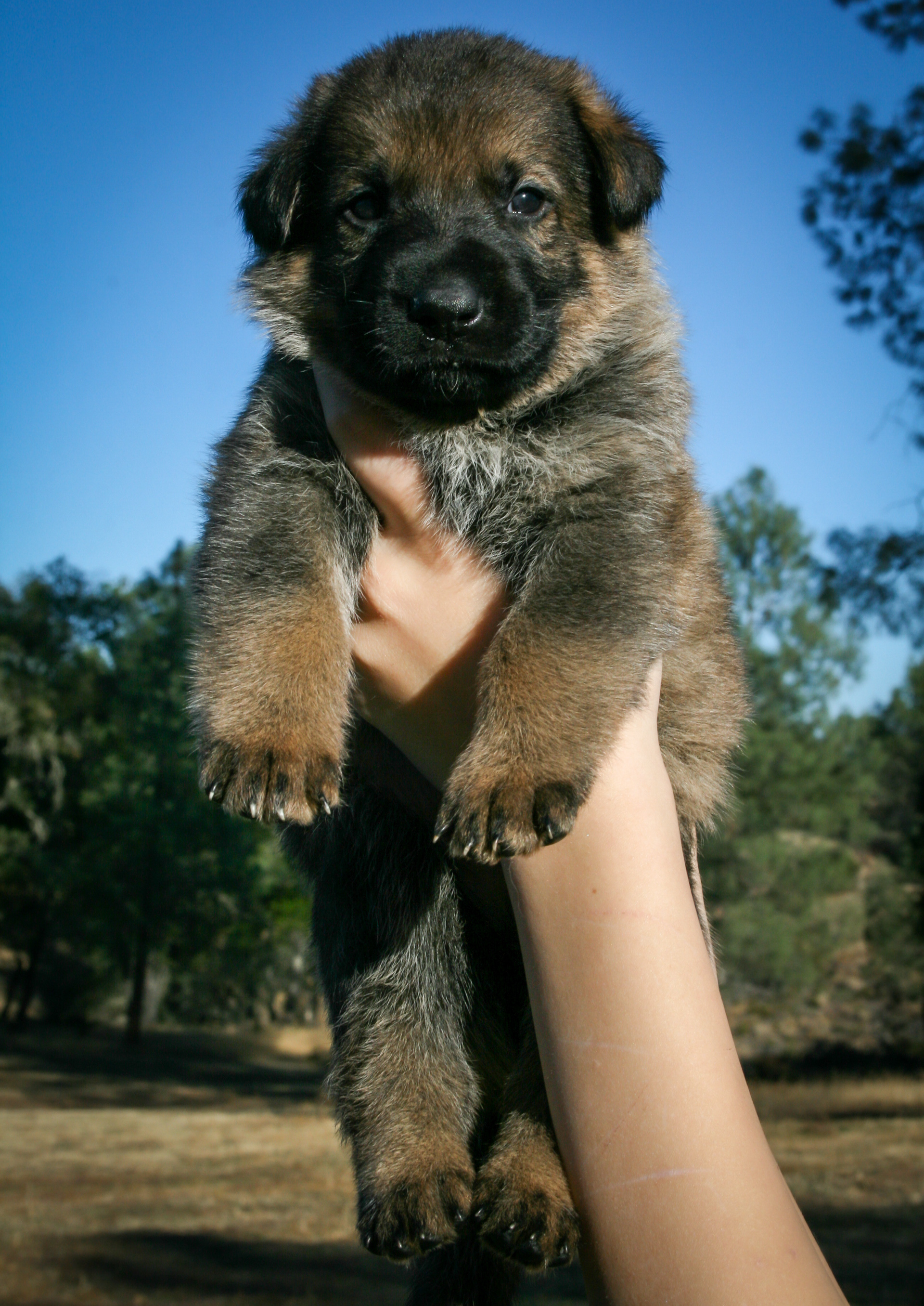 "Vinnie" - 4 weeks