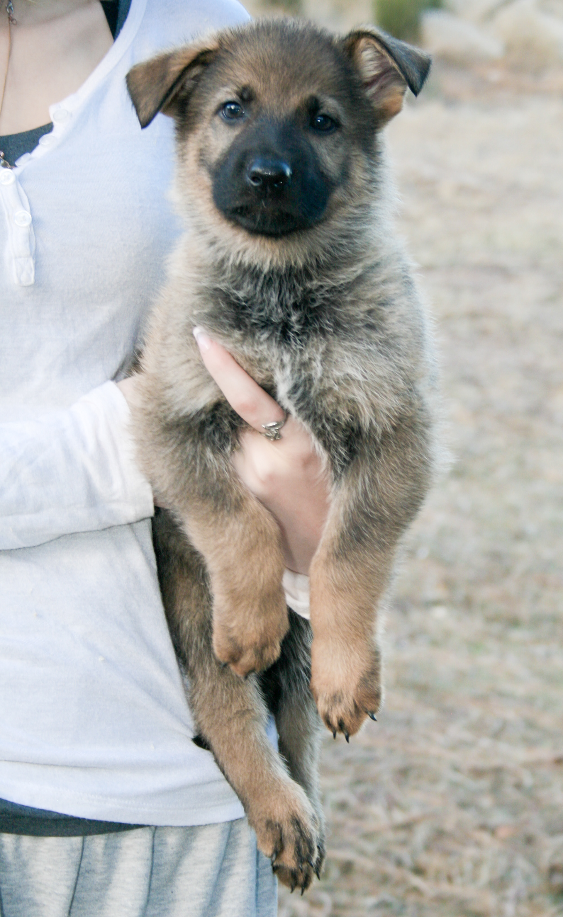 Misty - 7 weeks