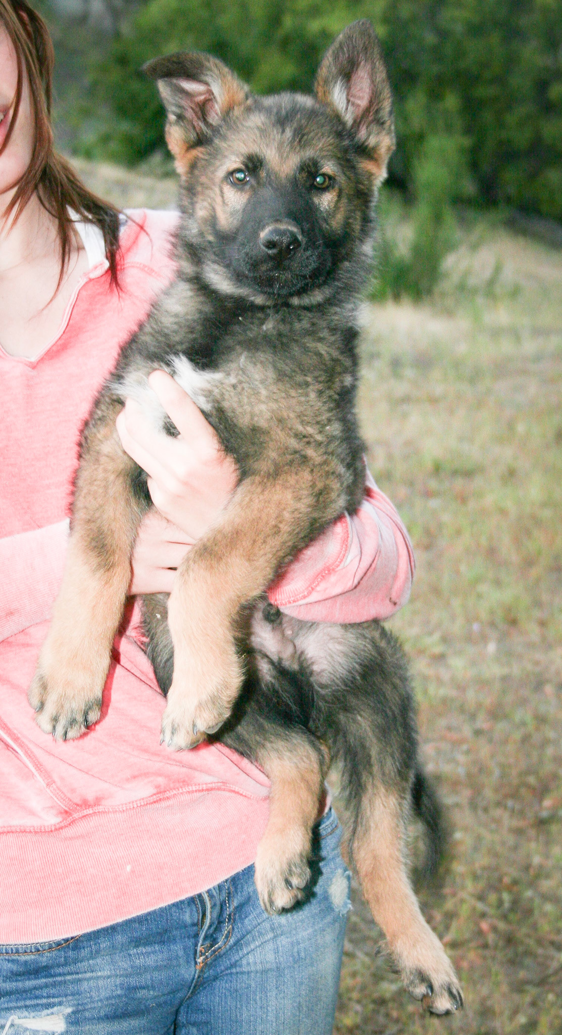 Black Collar Male 10 Weeks Old