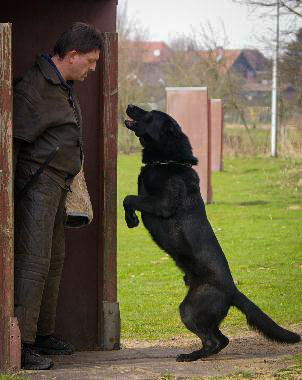 V Bomber vom Wolfsheim SchH3 FH1