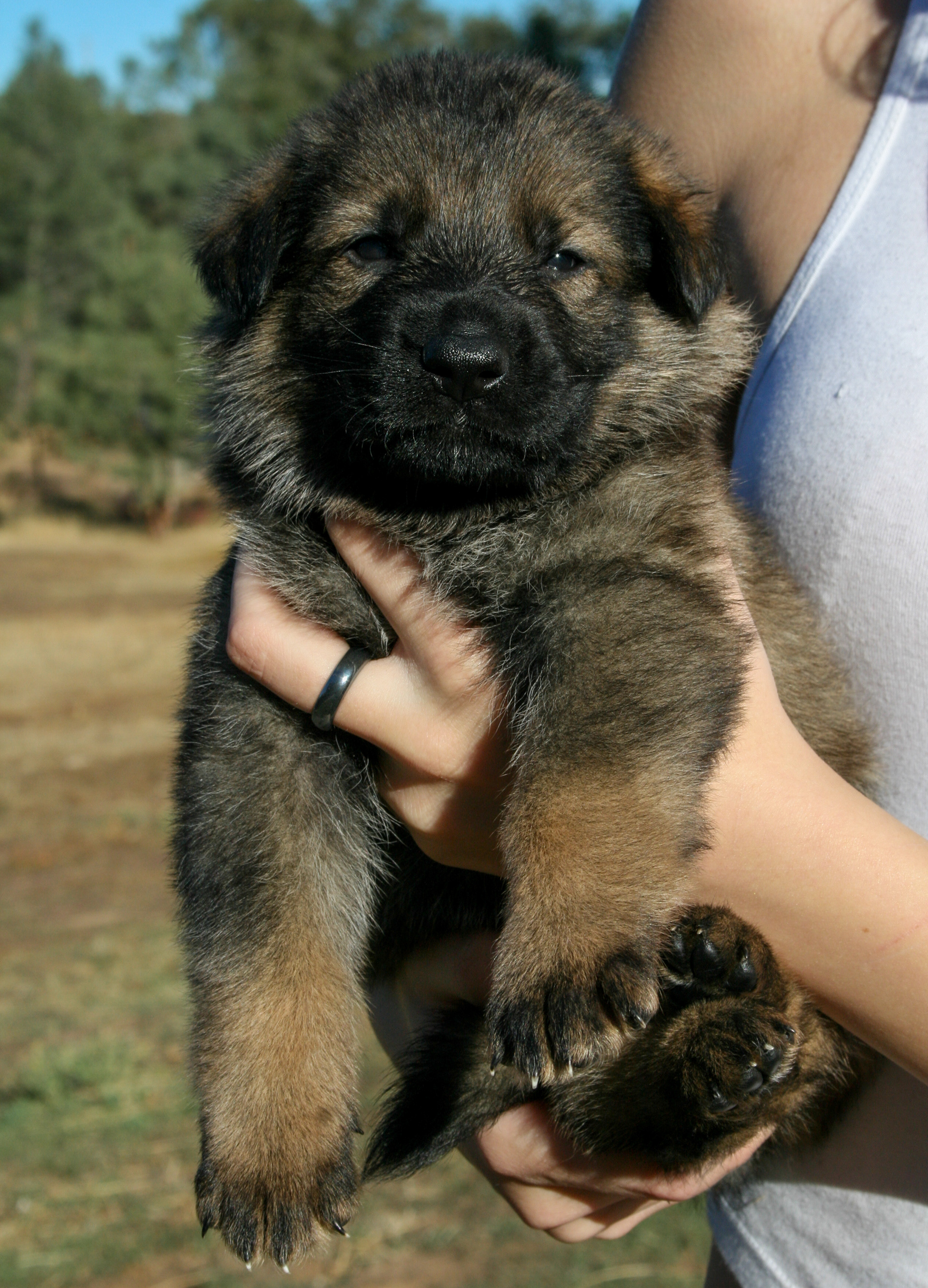 "Dexter" - 4 weeks