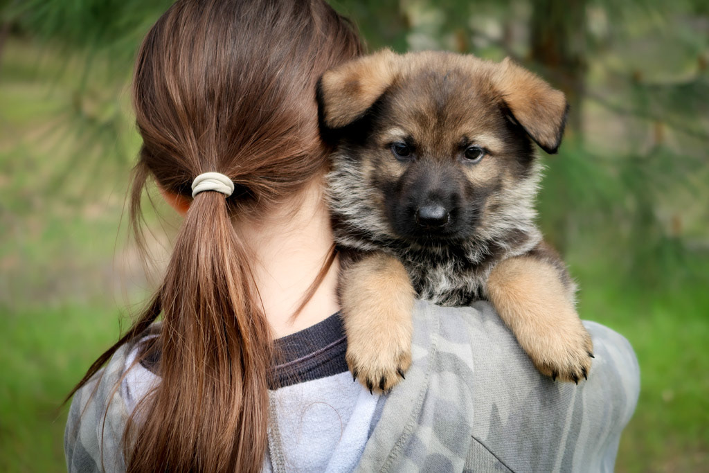Green Collar Male - 6 weeks old