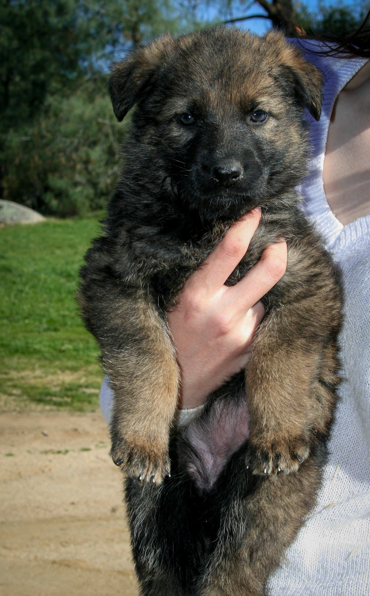 Rosa vom Ritterhund - 5 wks