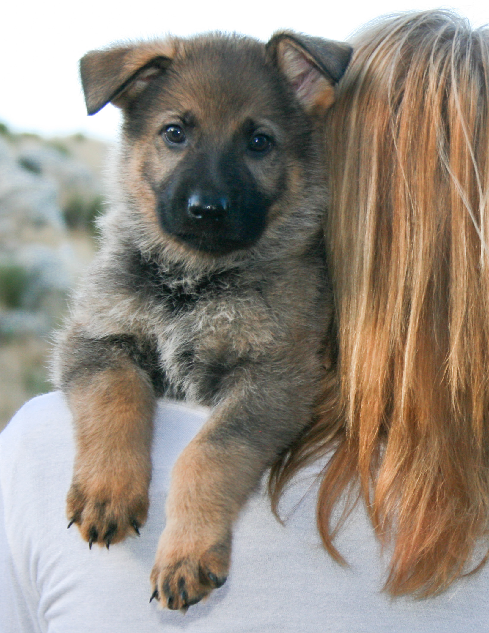 Misty - 7 weeks