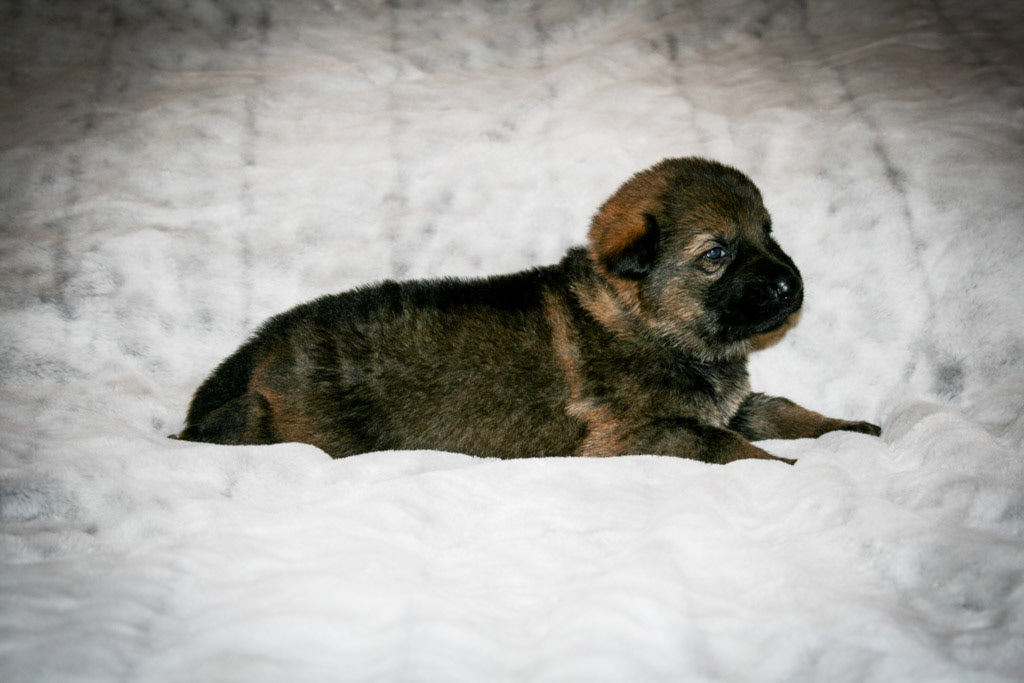 Tan Collar Male - 3 weeks