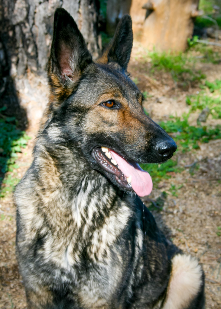 Nala vom Ritterhund