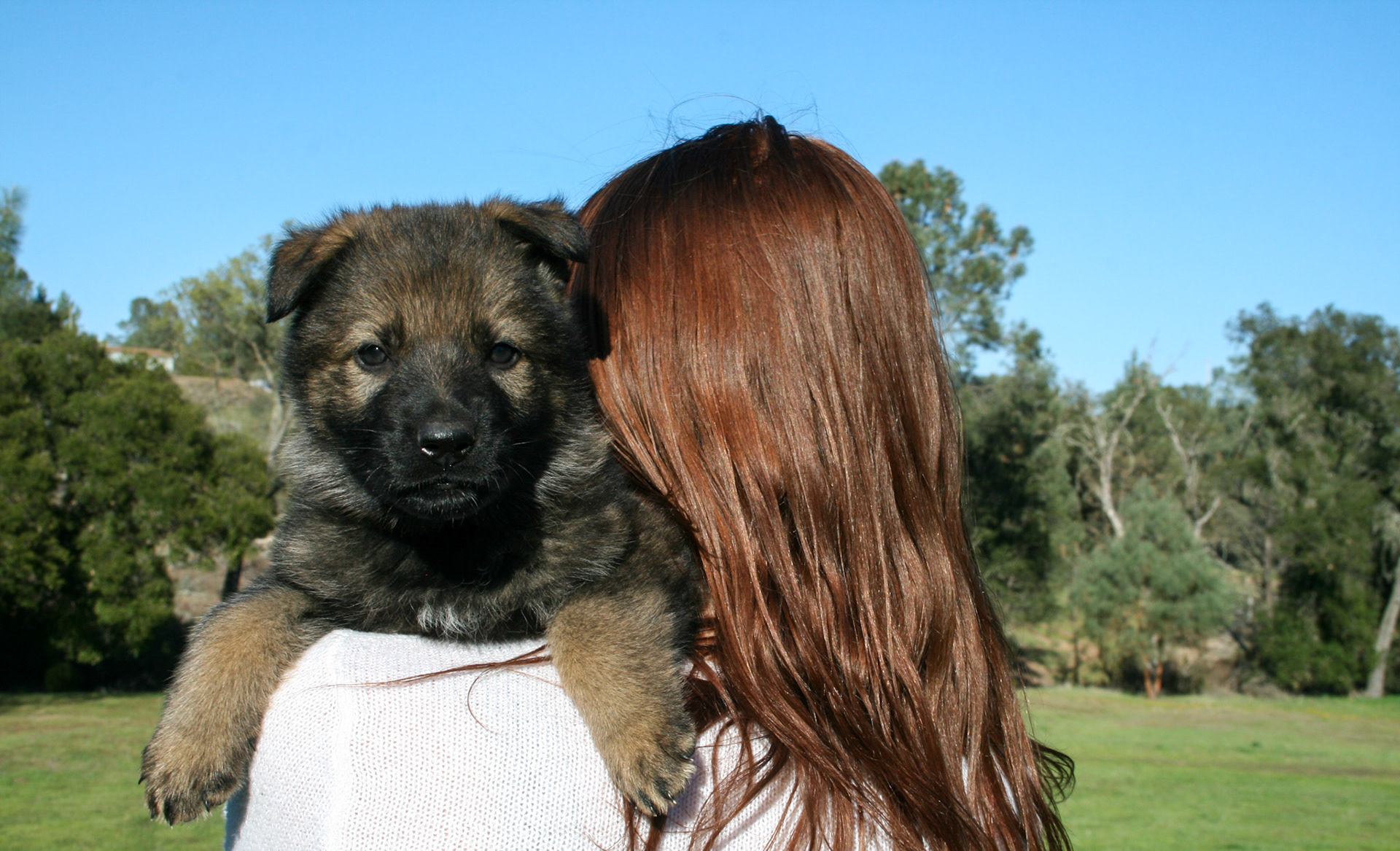 Blue Collar Male 5 Weeks Old