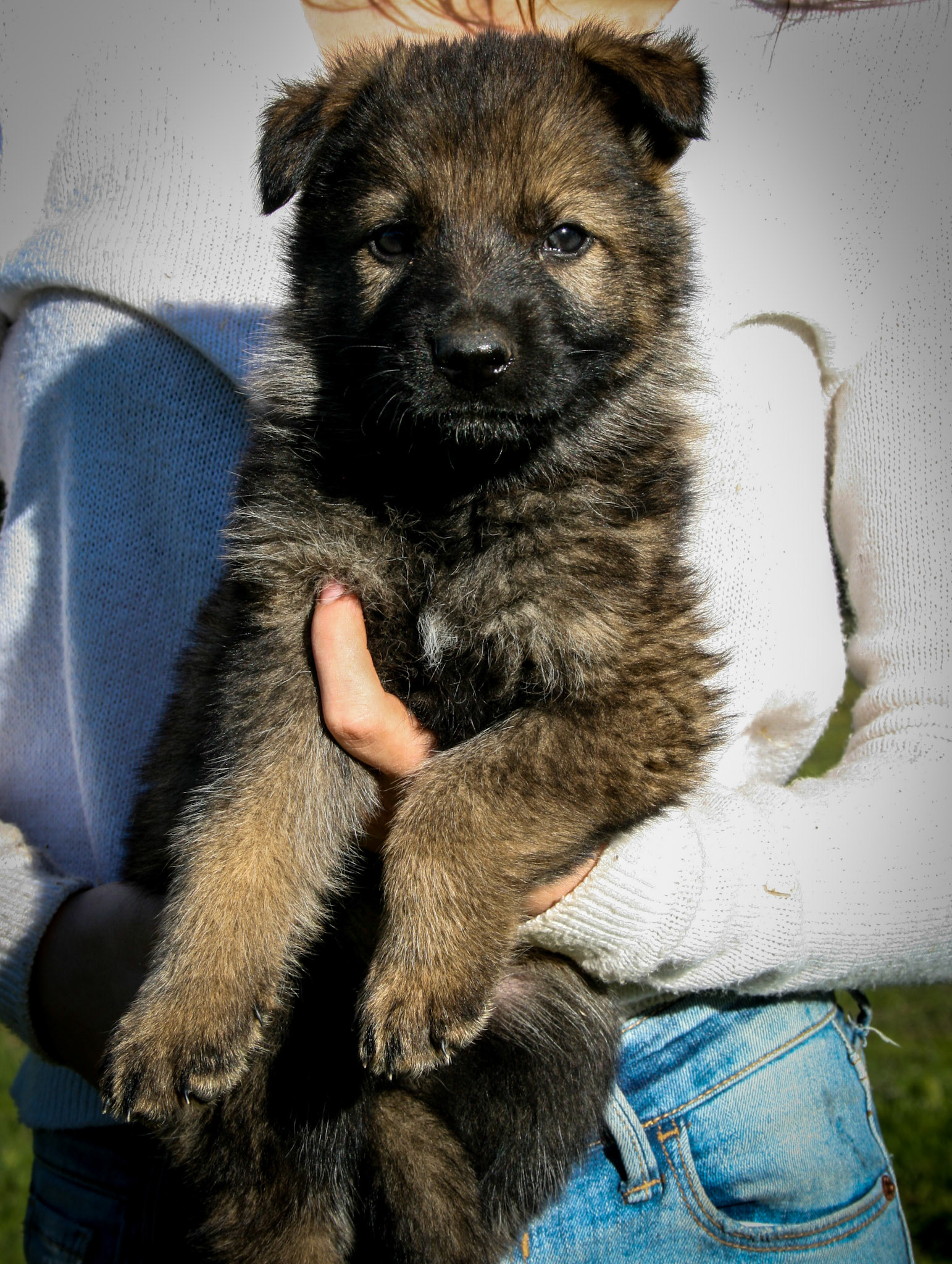 Blue Collar Male 5 Weeks Old