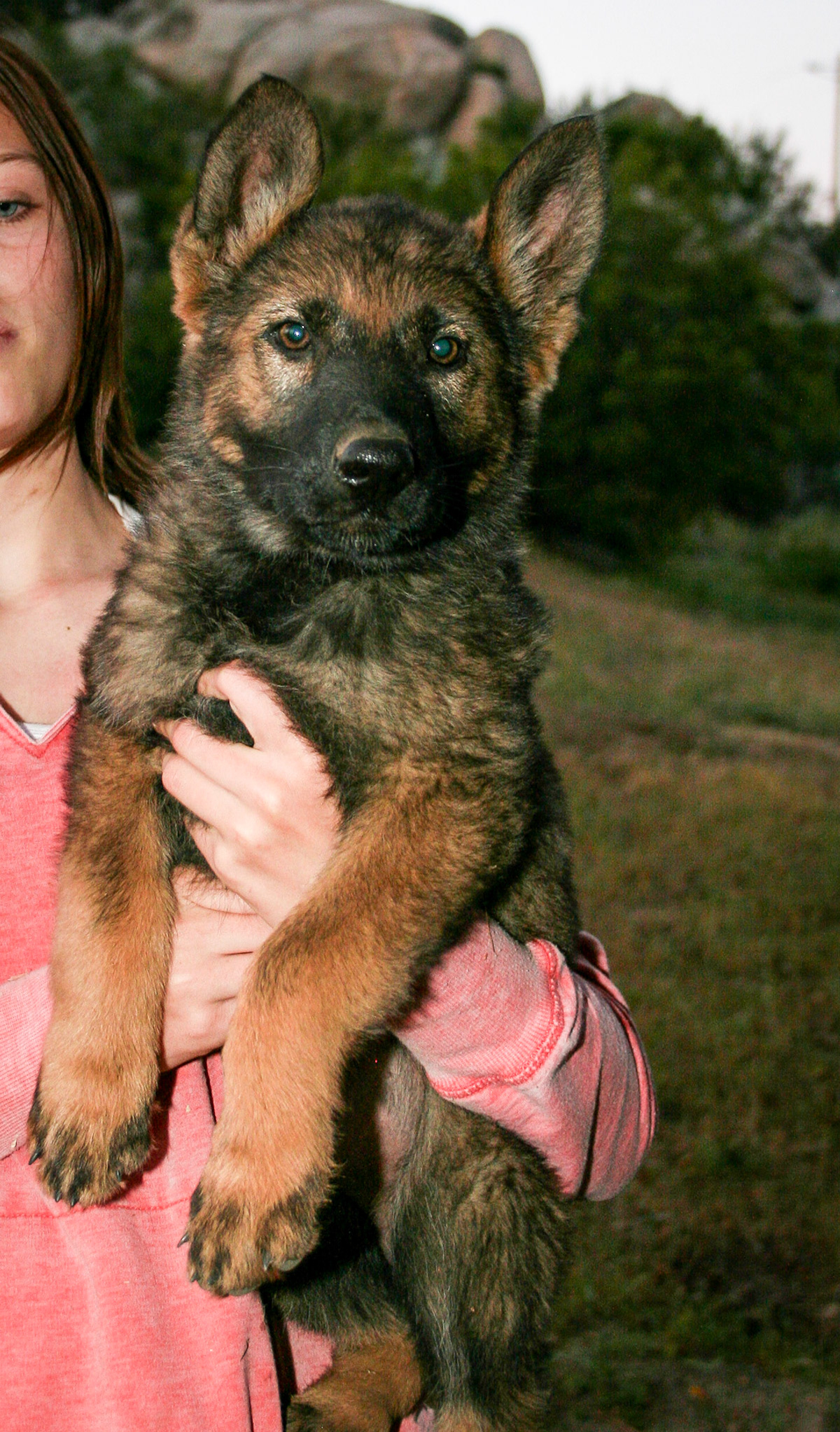 Lilac Collar Female 10 Weeks Old