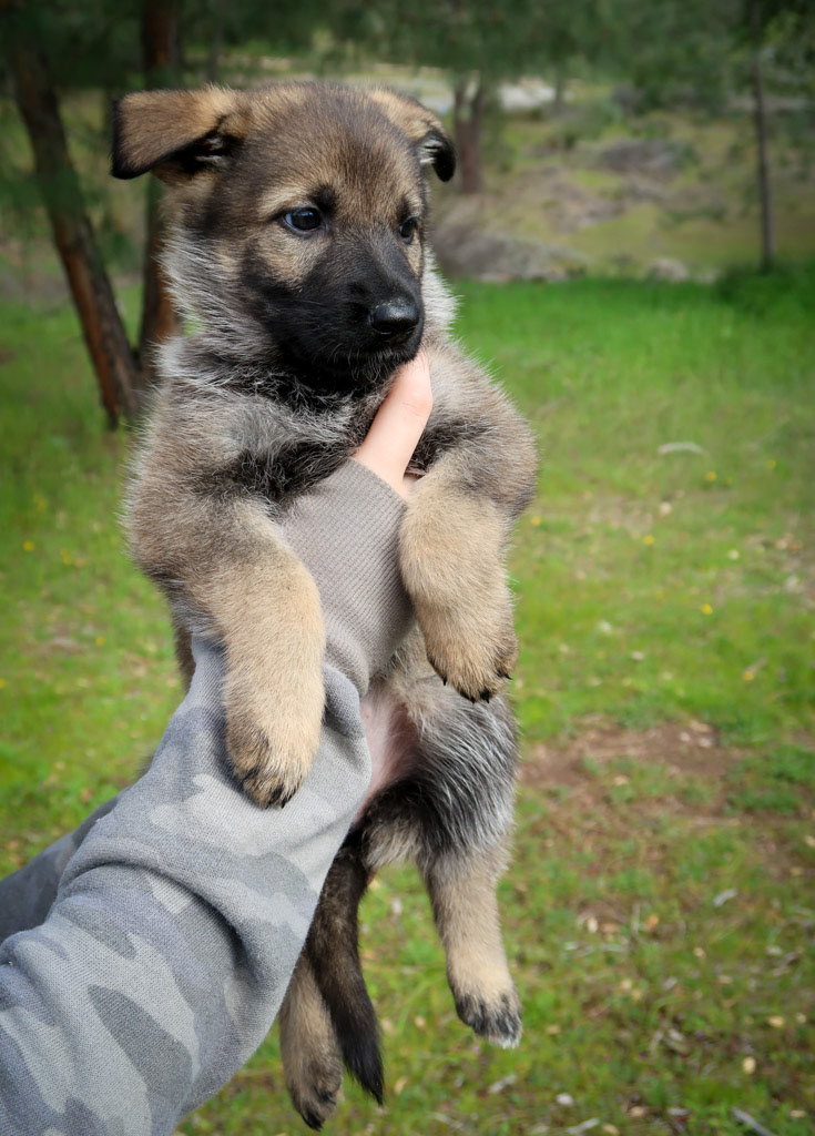 Hot Pink Female - 6 weeks old