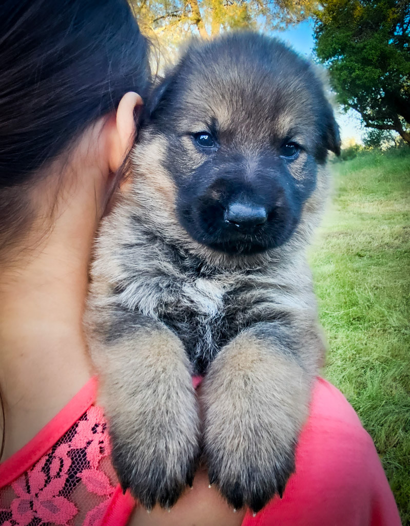 Light Pink Female - 2.5 weeks old photos