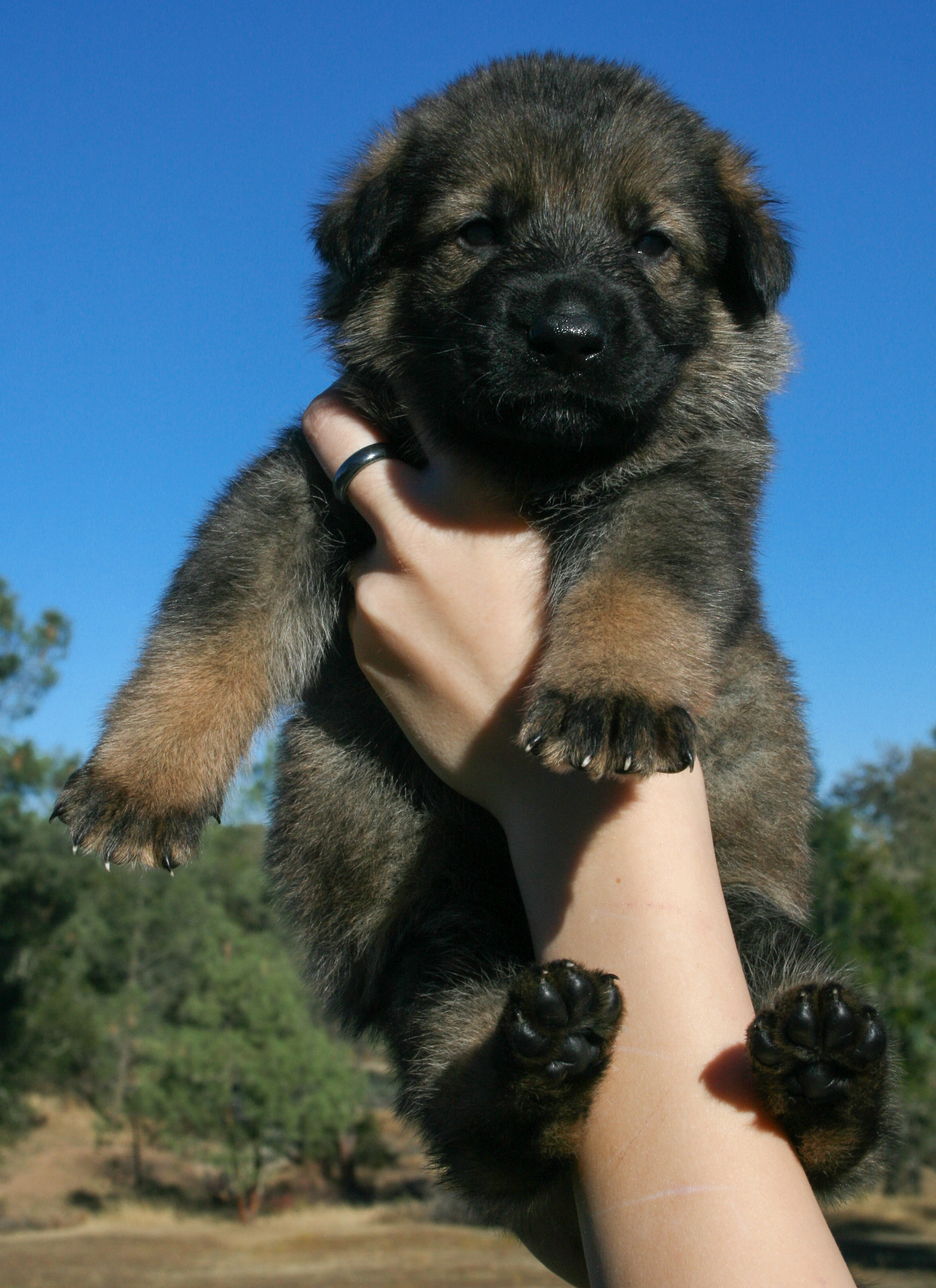 "Dexter" - 4 weeks