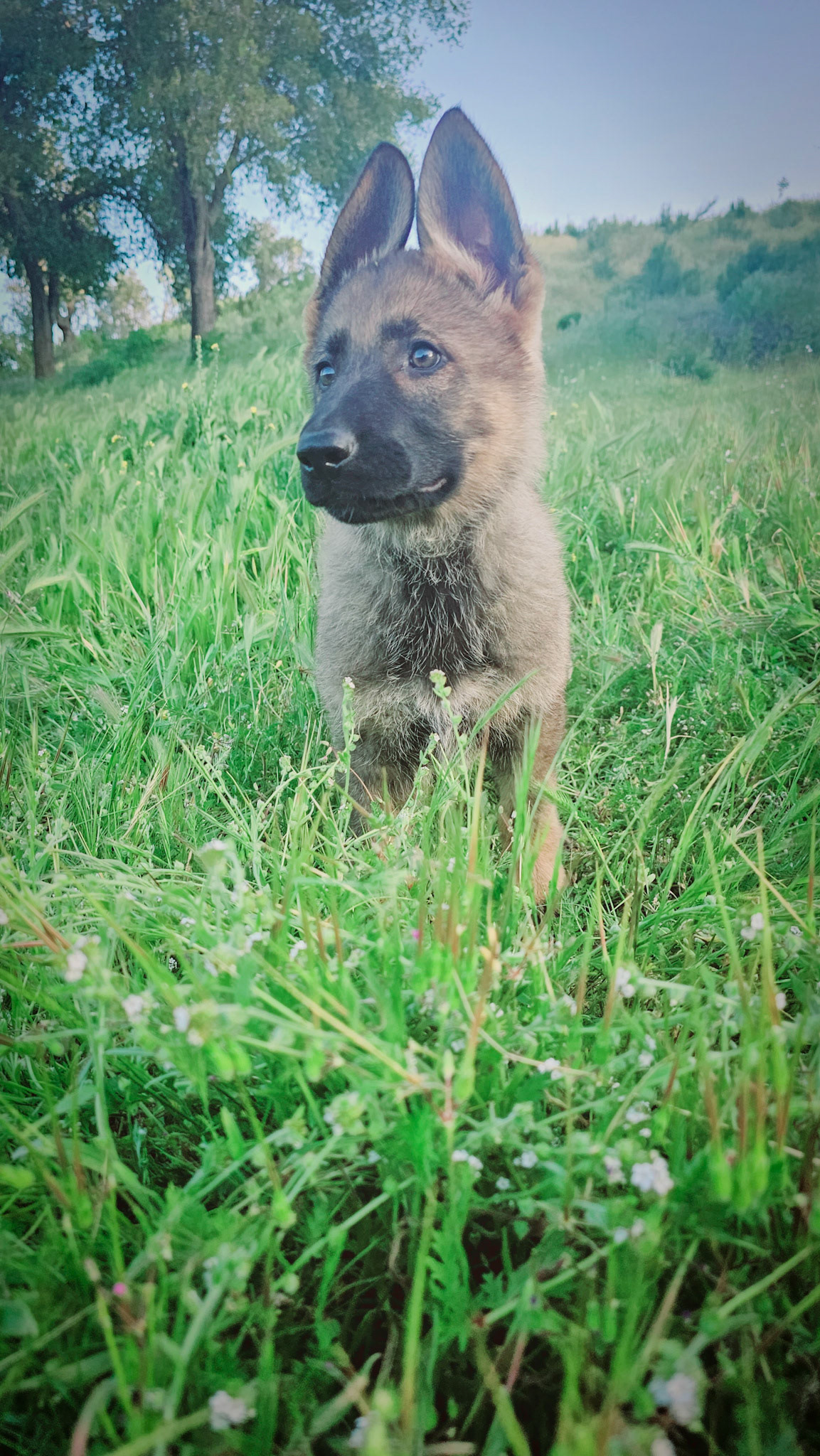 Purple Collar Female - 11 weeks old