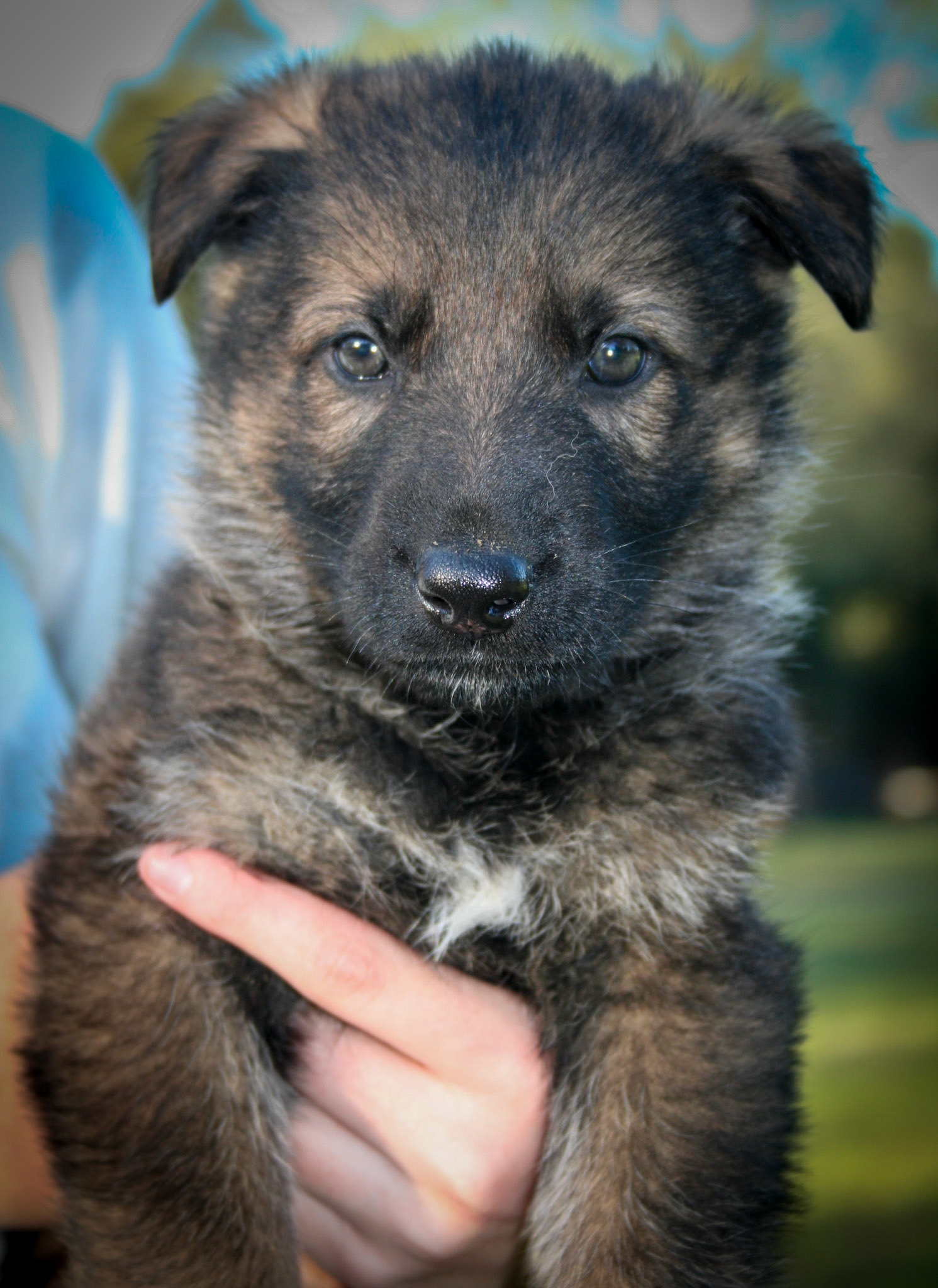 Red Collar Male 5 Weeks Old