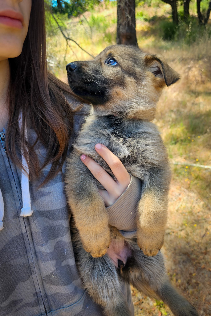 Light Pink Female - 7 weeks old