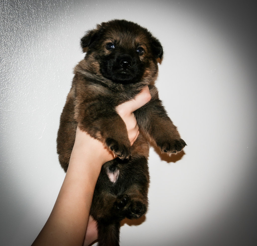 Yellow Collar Male - 4 weeks old