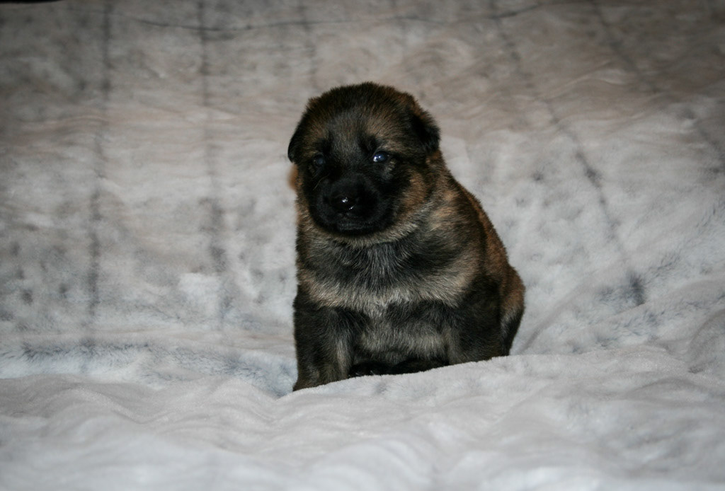 Teal Collar Female - 3 weeks