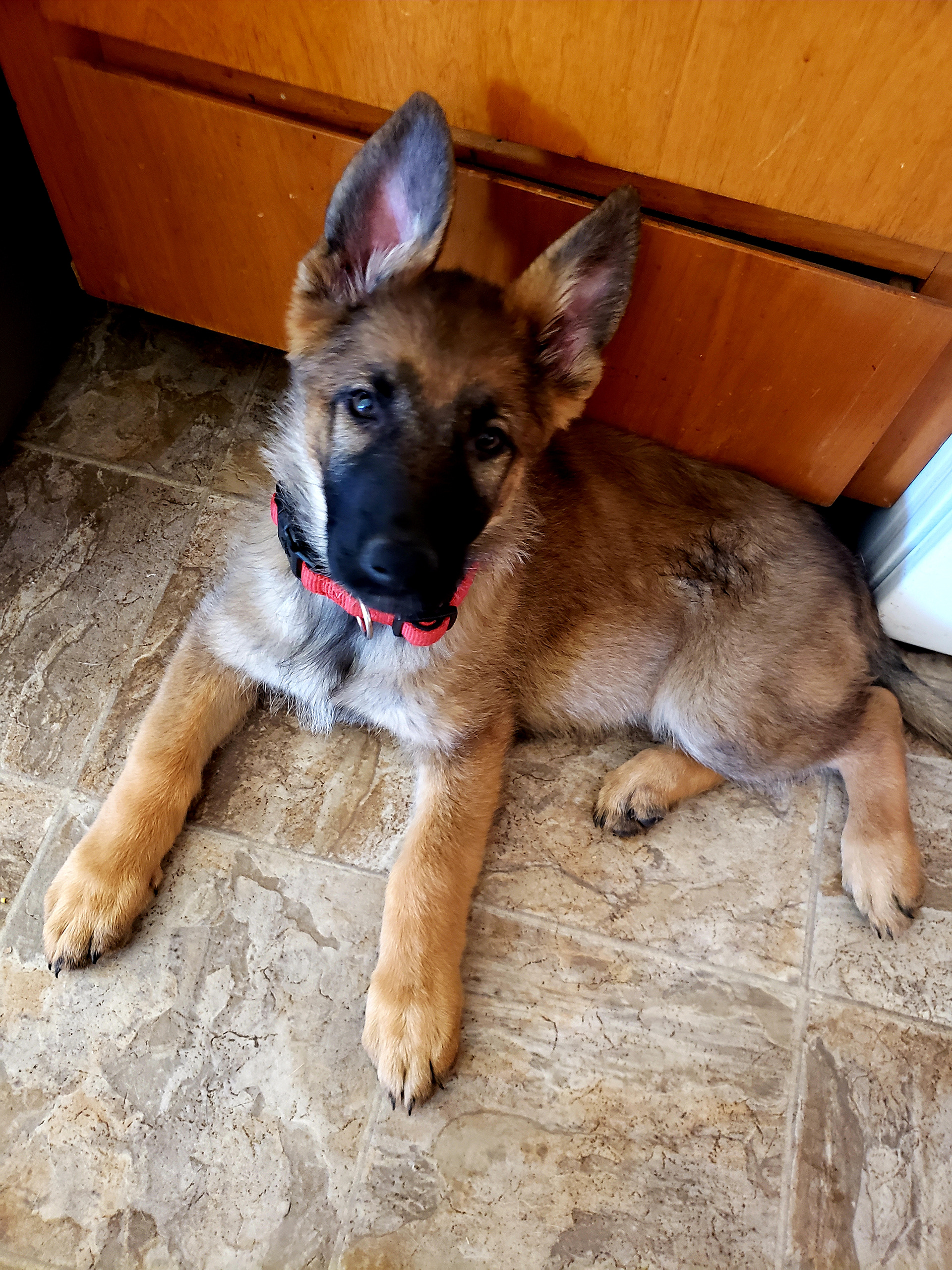 Stella vom Spitzenhund