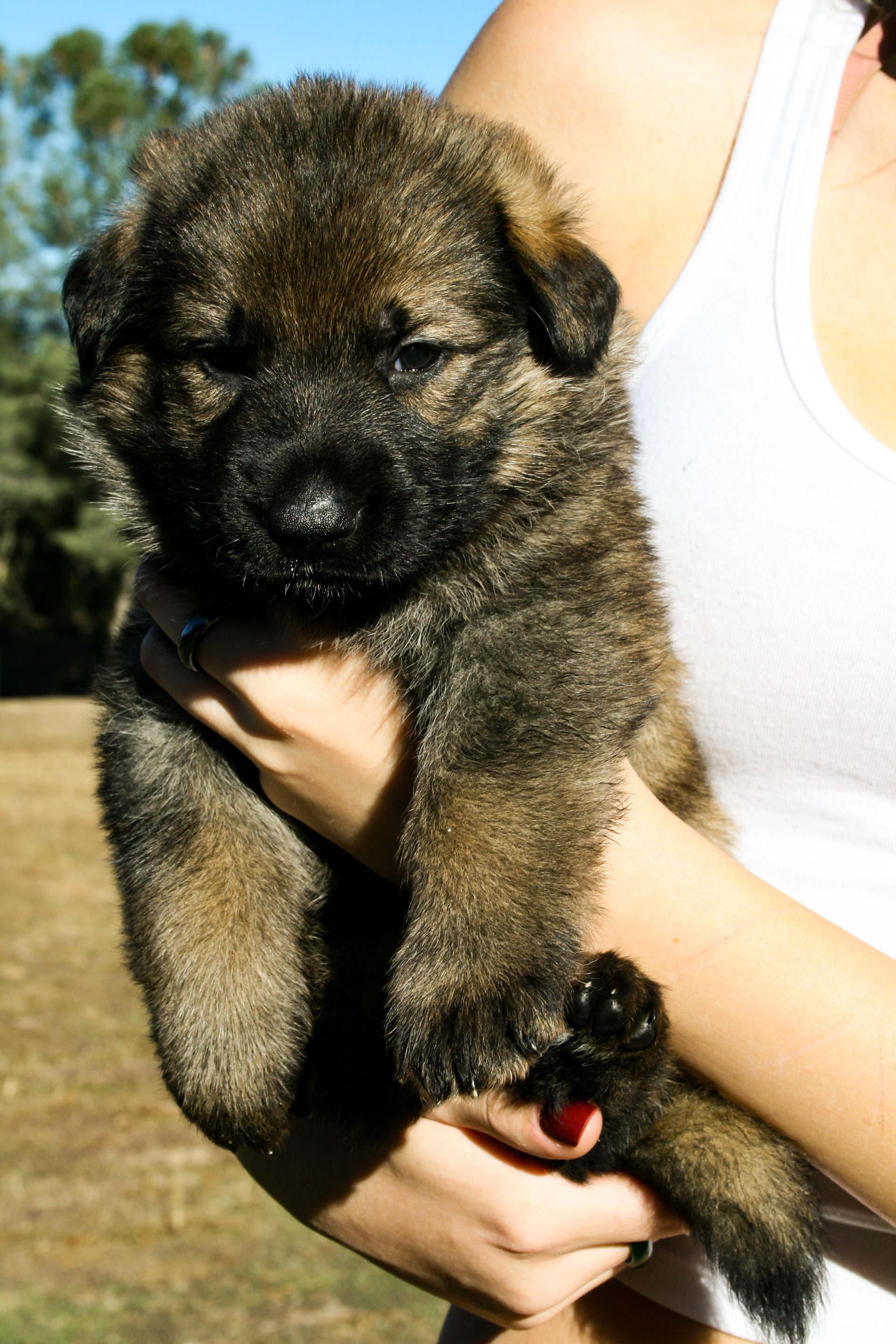 "Biggie Smalls" - 4 weeks