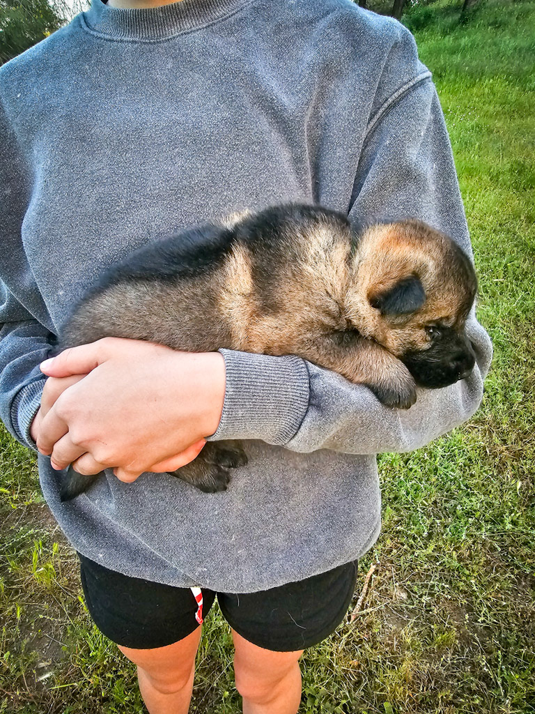 Hunter Green Collar Male - 2.5 week old photos