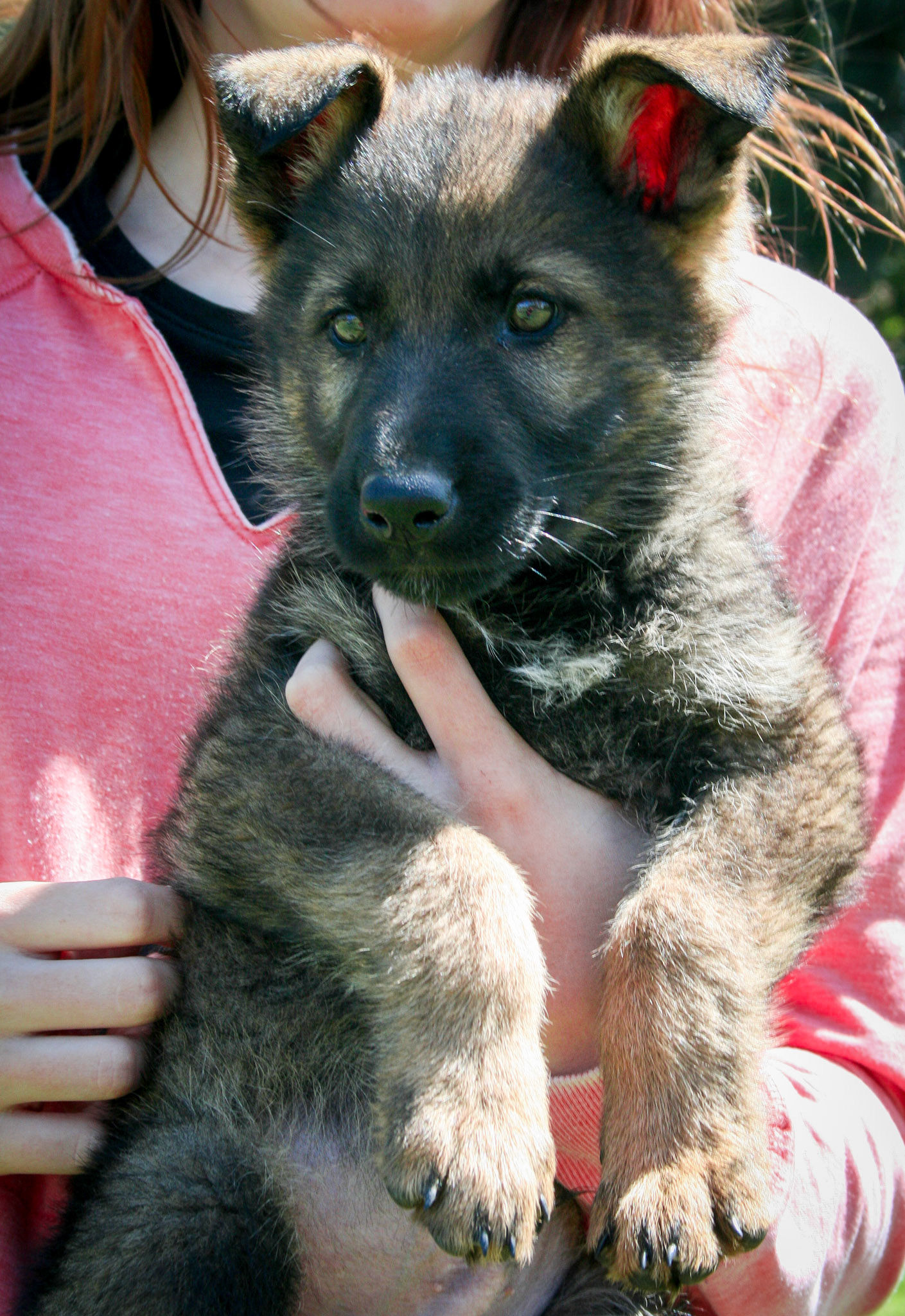 Red Collar Male 8 Weeks Old