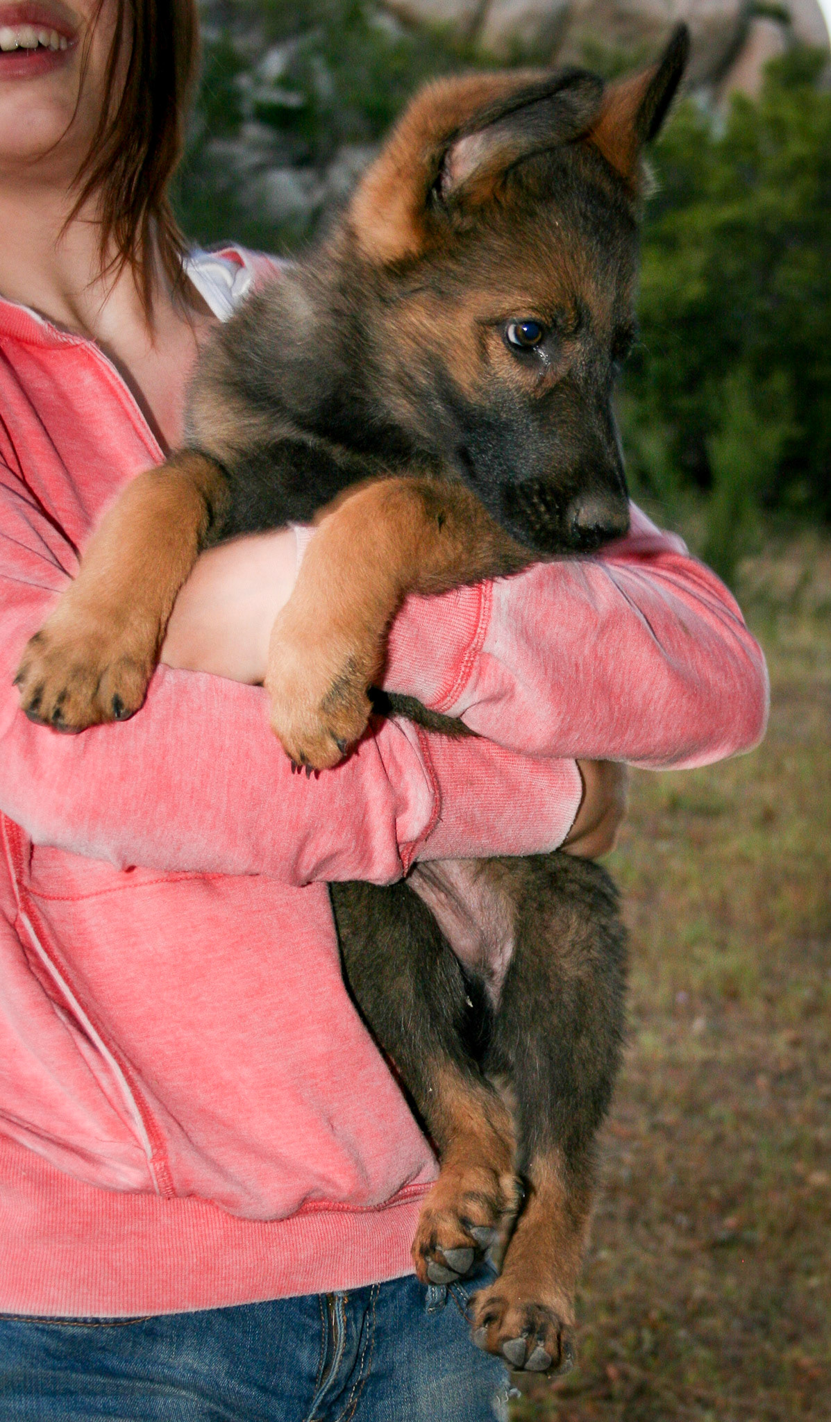 Hunter Green Collar Male 10 Weeks Old