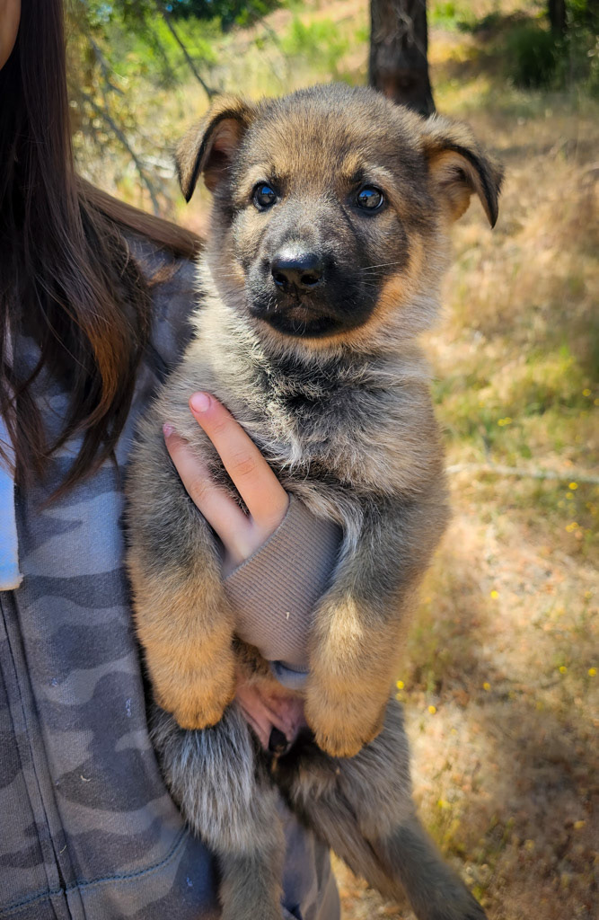 Light Pink Female - 7 weeks old