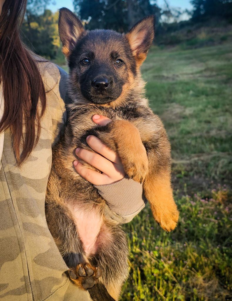 Lime Green Collar Female - 7 weeks old