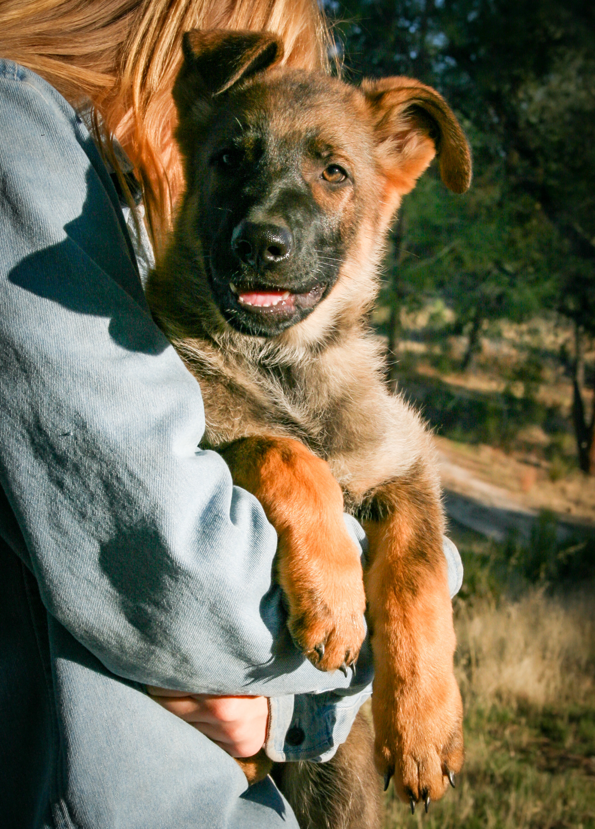 "Vinnie" - 12 weeks