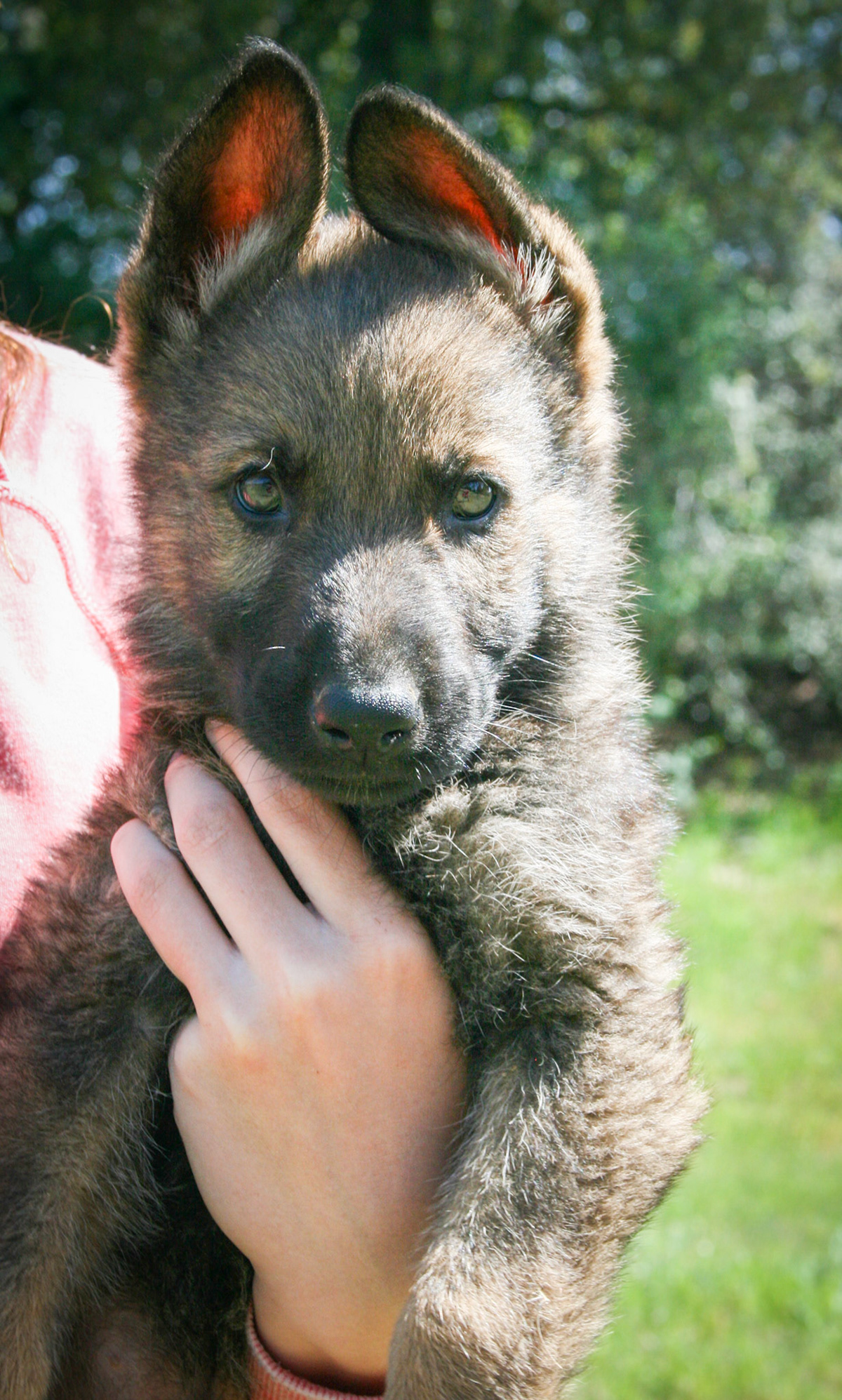 Hunter Green Collar Male 8 Weeks Old