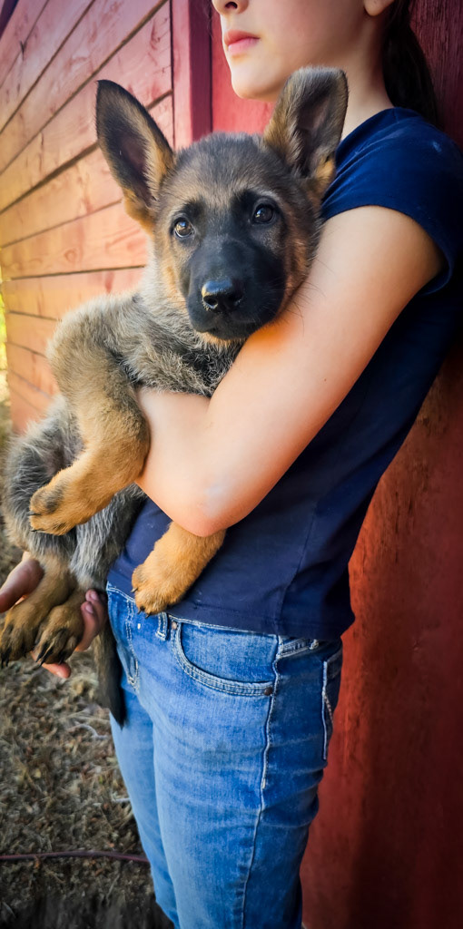 Hot Pink Collar Female - 10 Weeks