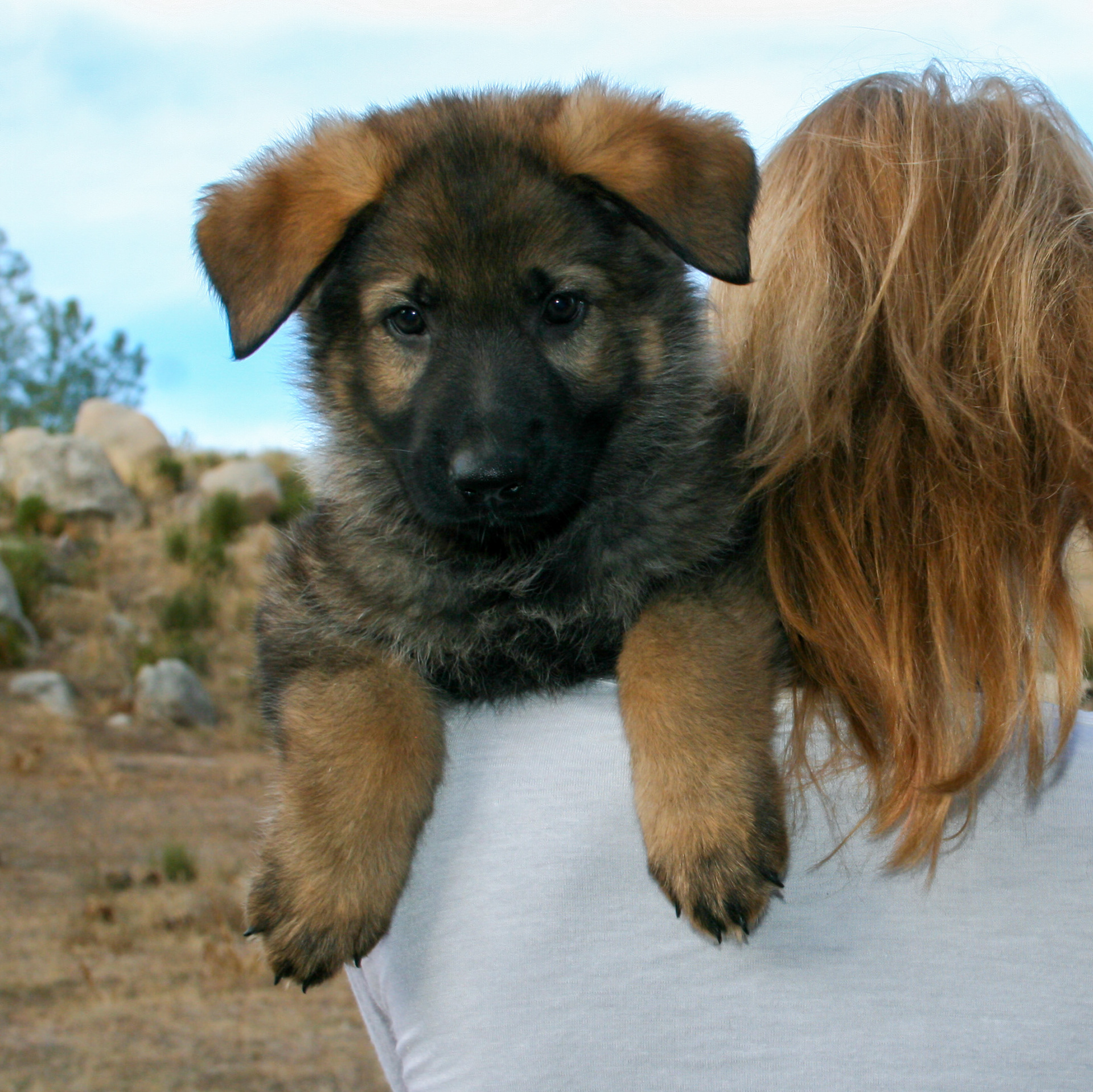 Biggie Smalls - 7 weeks