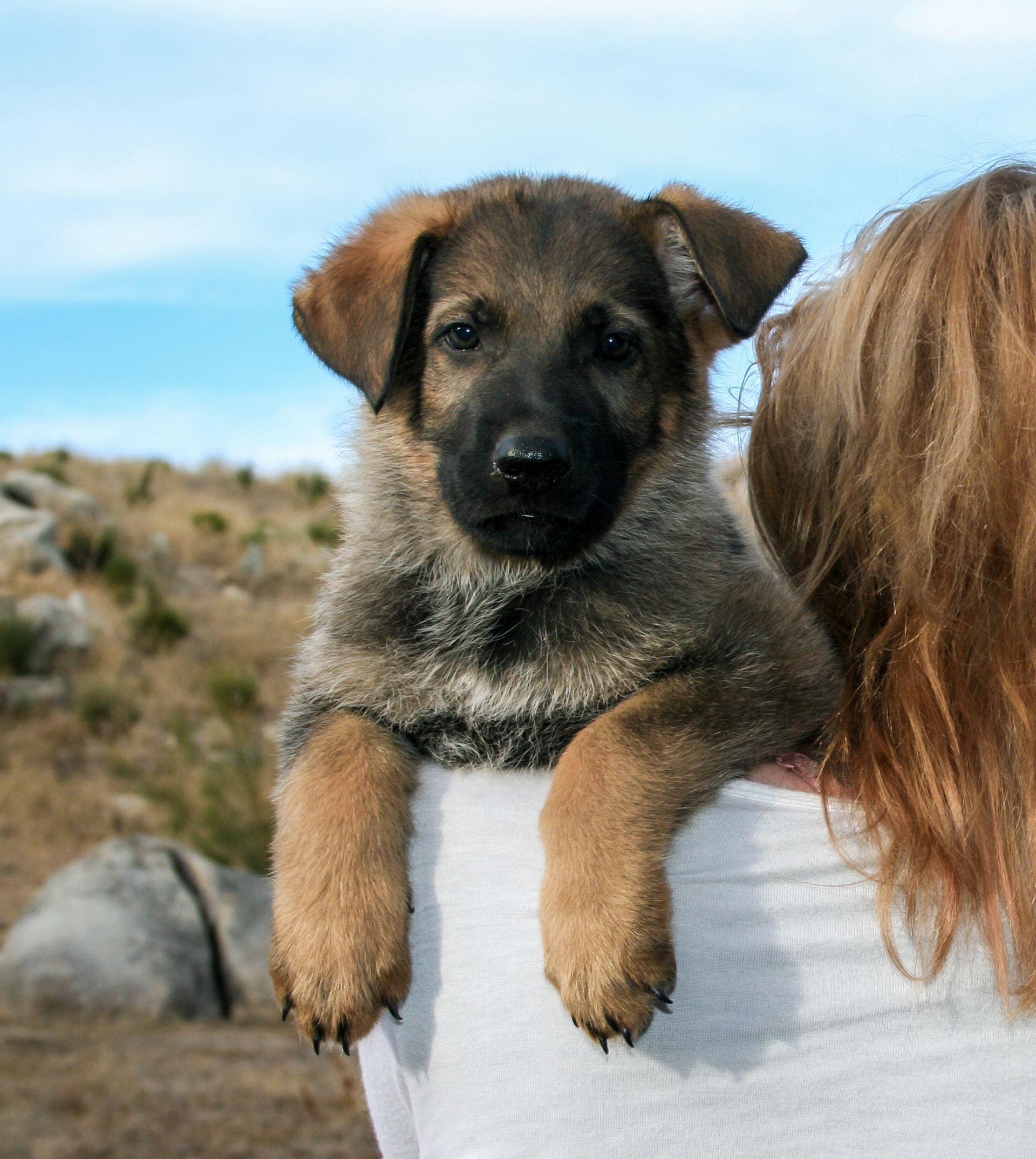 Vinnie - 7 weeks